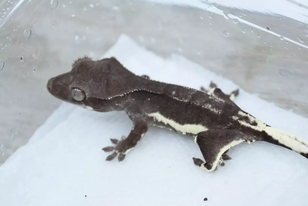 #463 5g npv visual axanthic lily phantom thumbnail