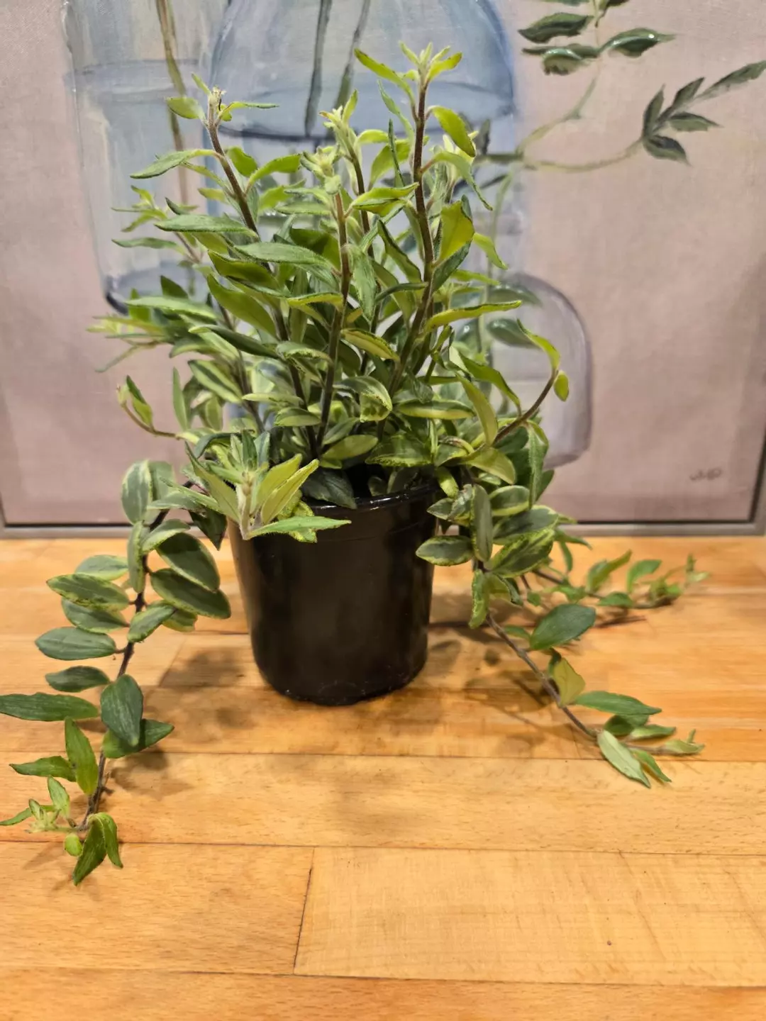 🌿 Lipstick Plant ‘Bolero Bicolor’ 4” Pot 🌿 thumbnail