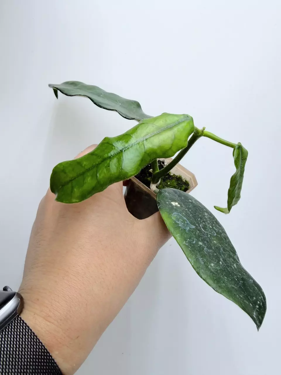 Hoya Globulosa (long leaf) thumbnail