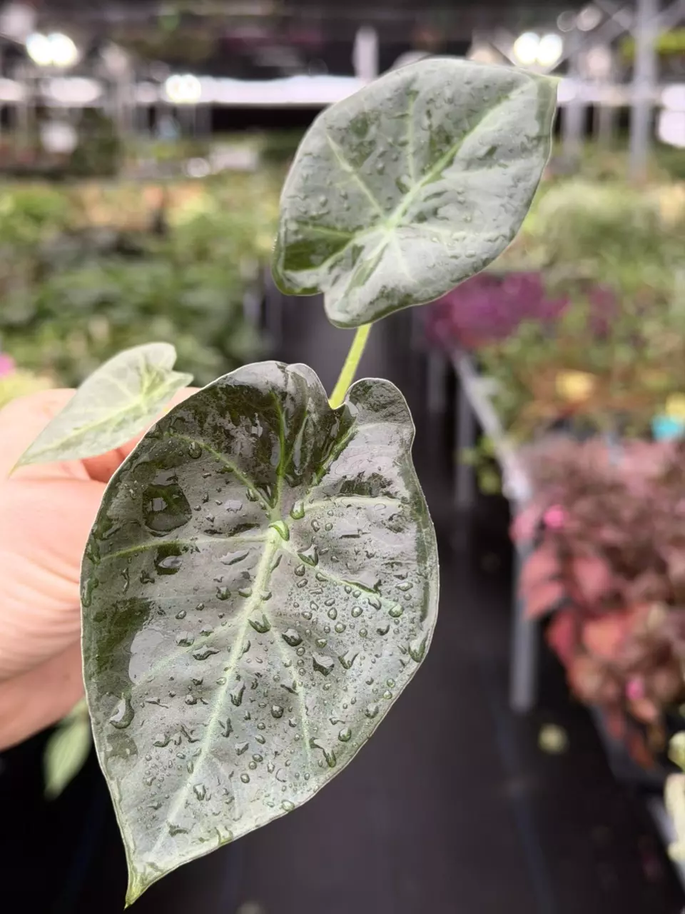 Alocasia Regal Shield Specific Starter 8538DAP | F thumbnail