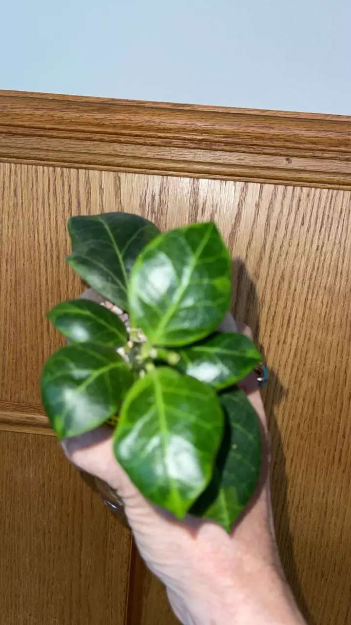 543 Hoya obscura (outer variegated) thumbnail
