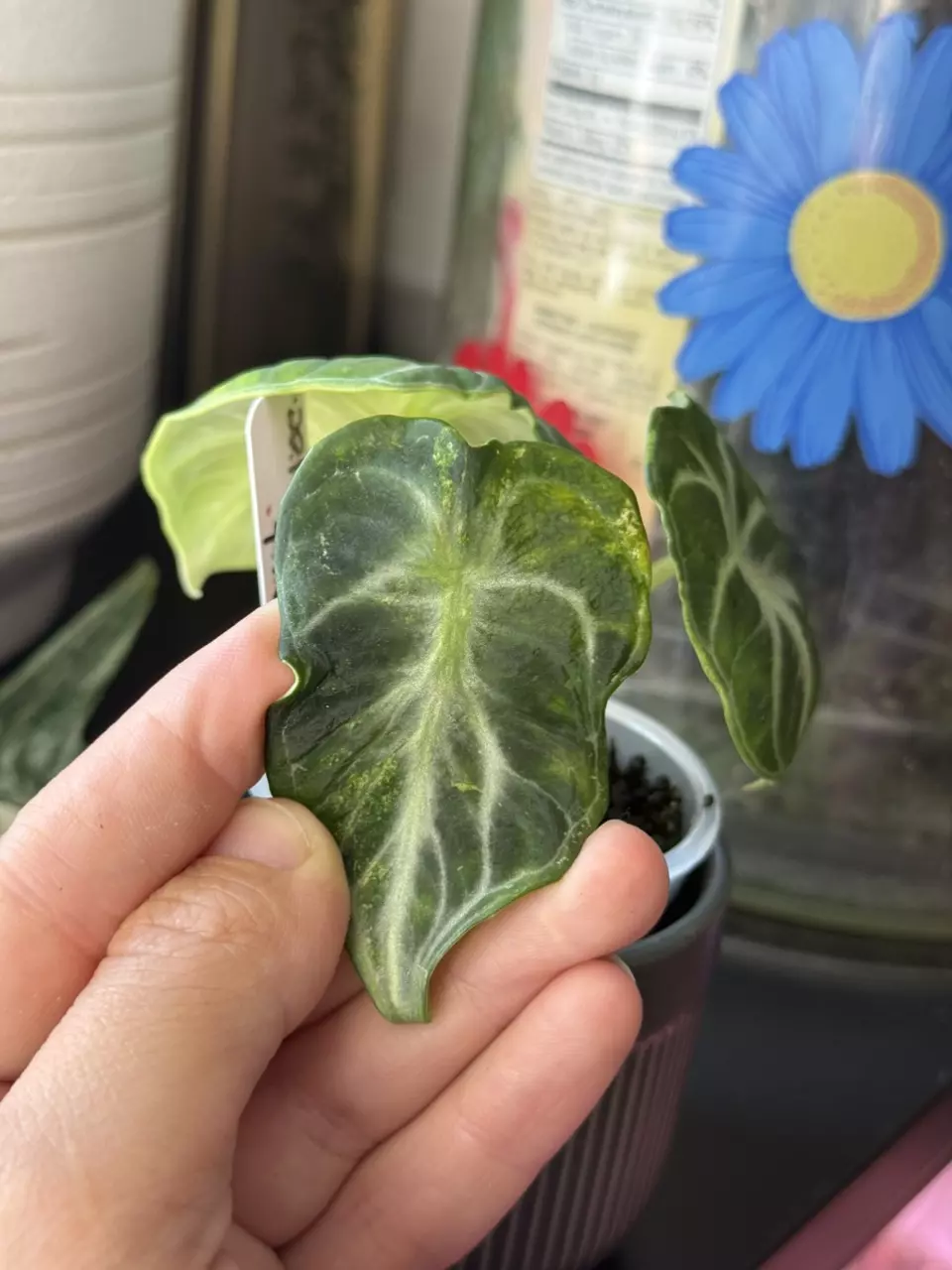 Aurea Ninja Black Velvet Alocasia thumbnail