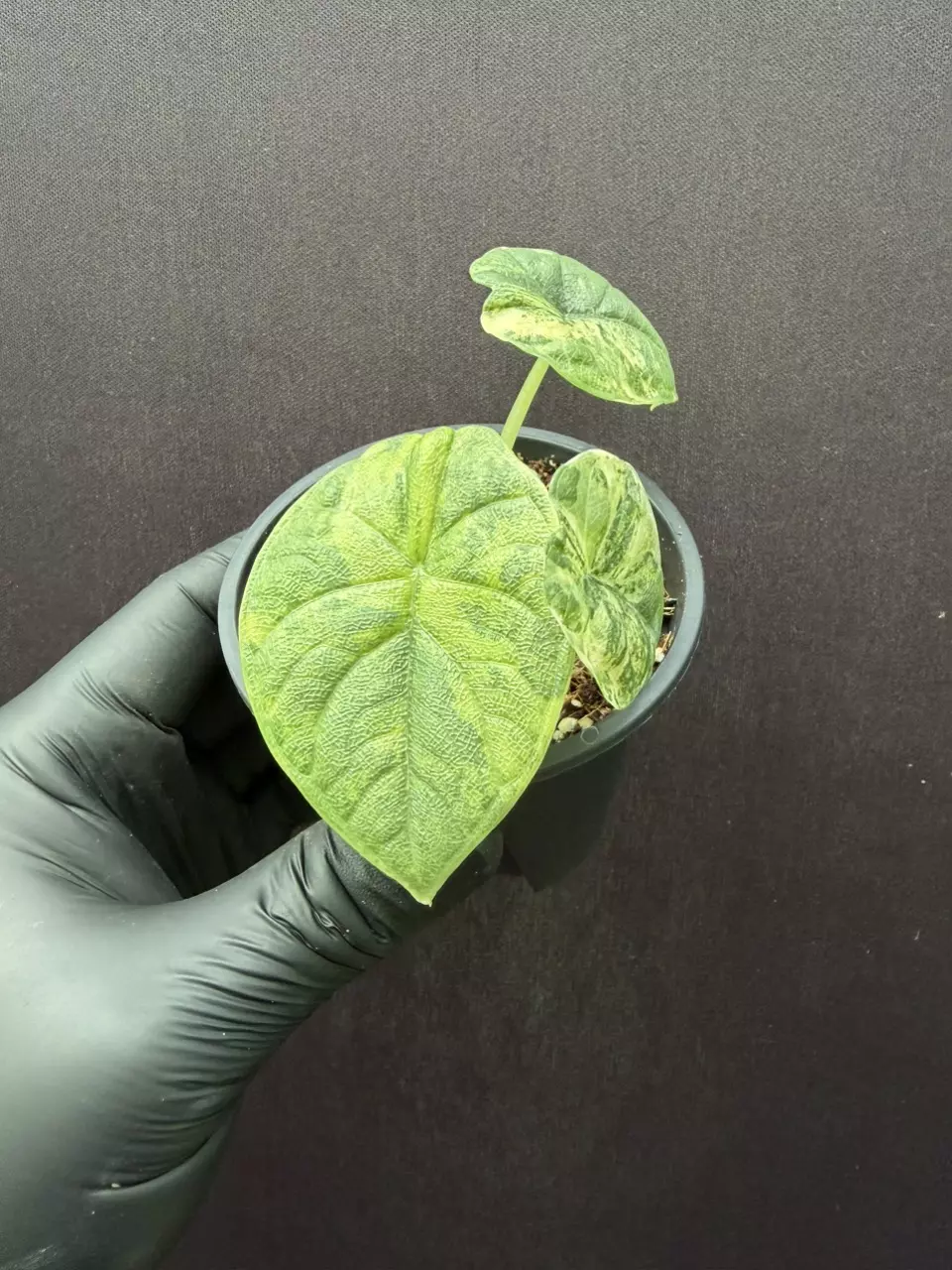 Alocasia Melo Aurea *Exact Specimen thumbnail