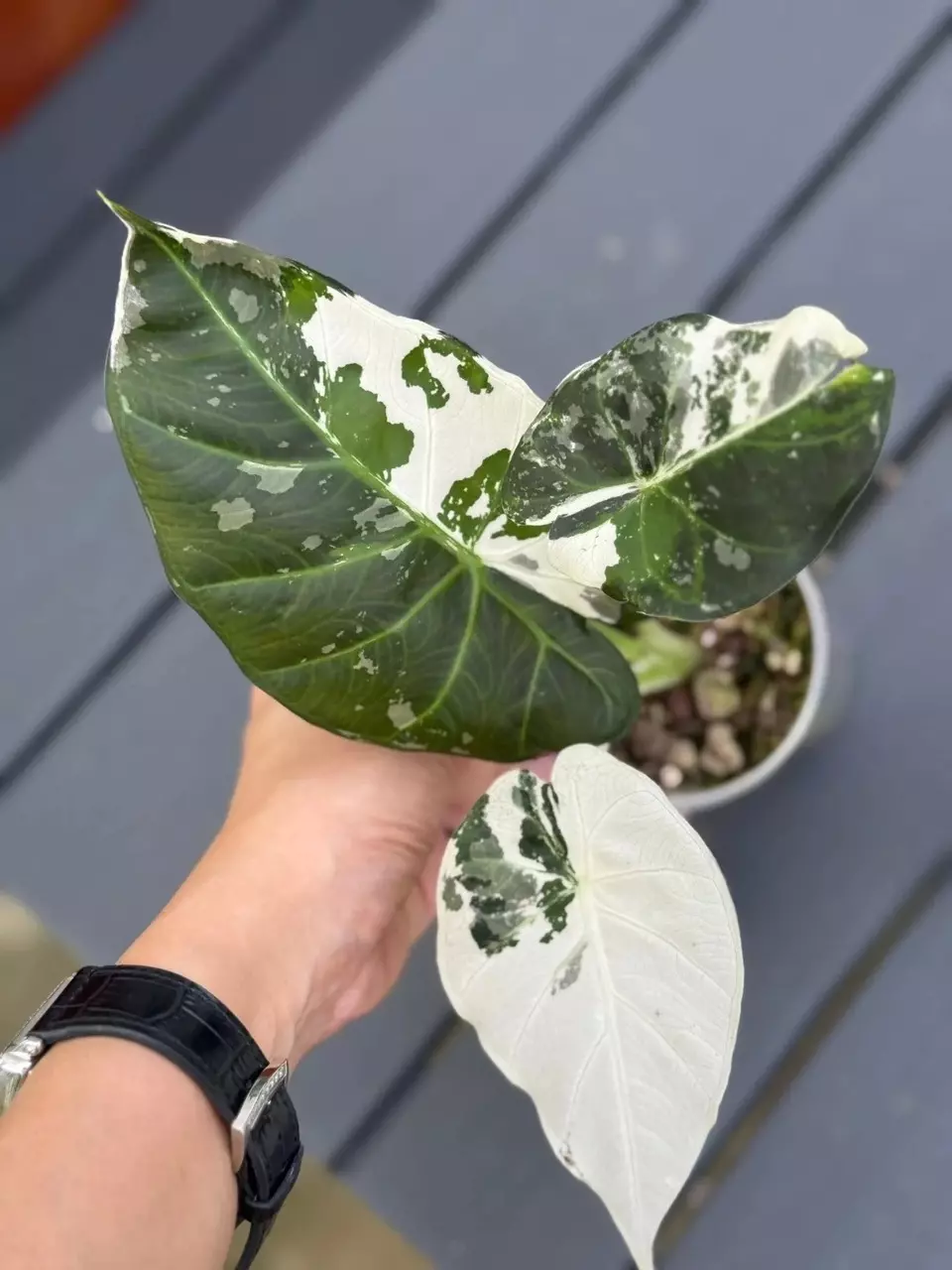 Alocasia regal shield Albo tc 1 pack growers choice thumbnail