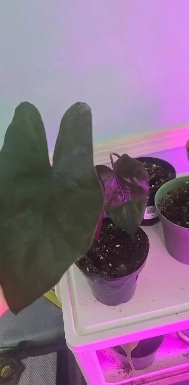 Alocasia Metallica thumbnail