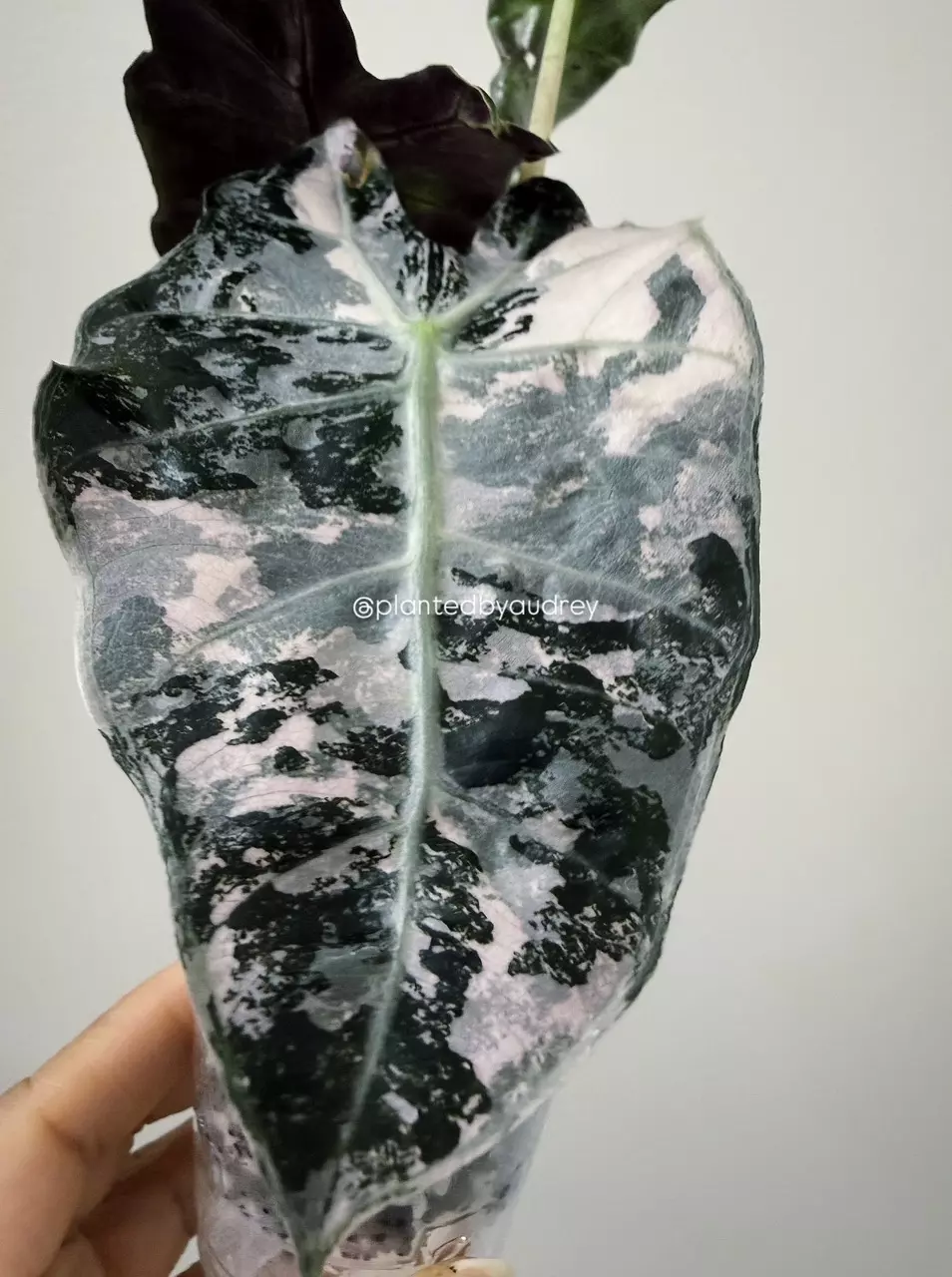 Variegated Alocasia Polly | 1a thumbnail