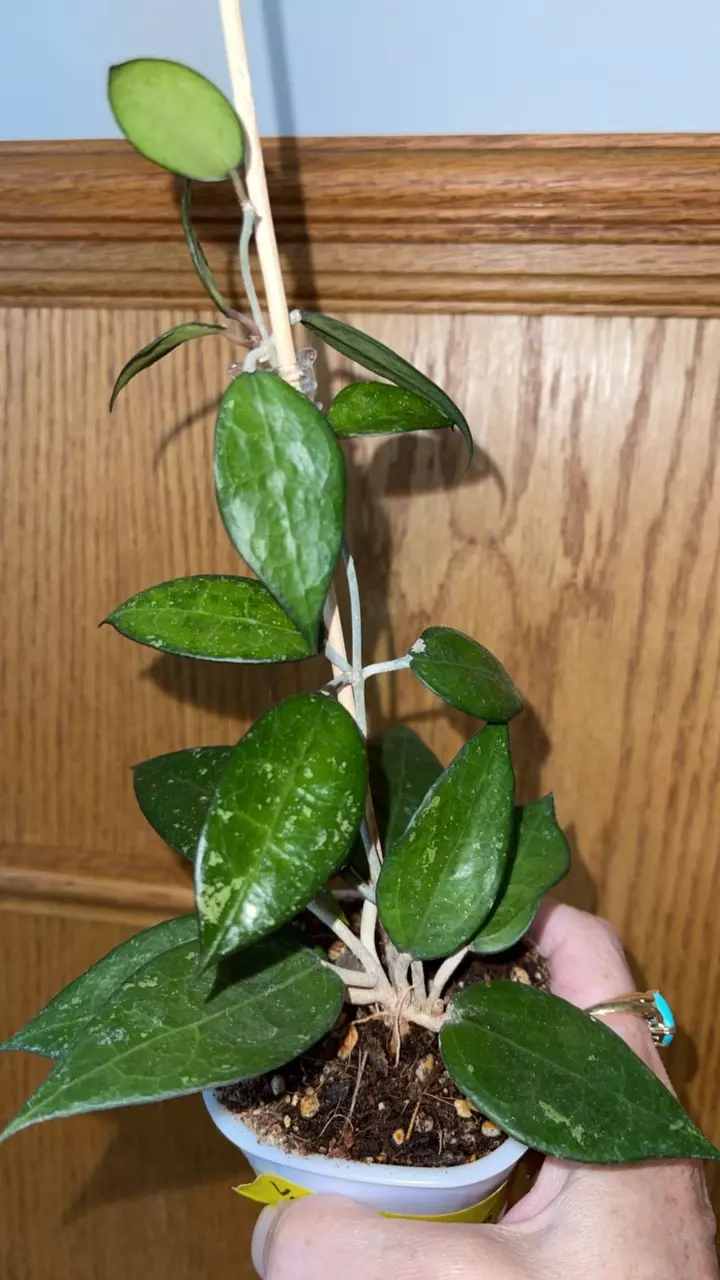 510 Hoya verticillata ‘Black Margin’ thumbnail