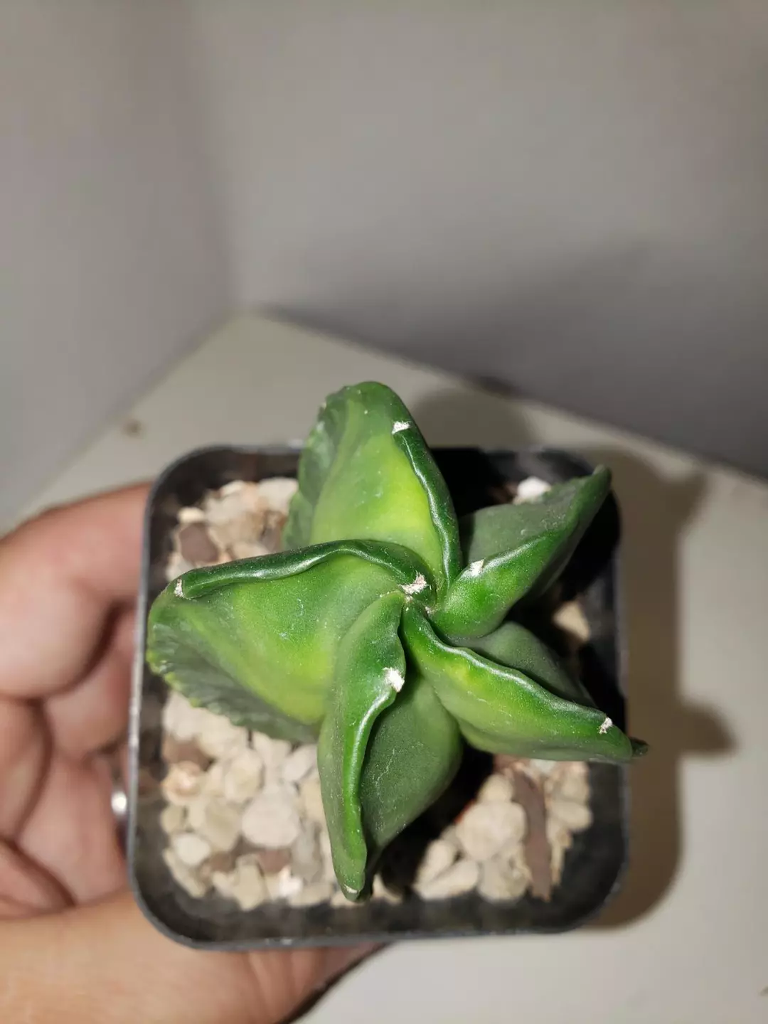 Astrophytum Myriostigma cv Kohyo thumbnail