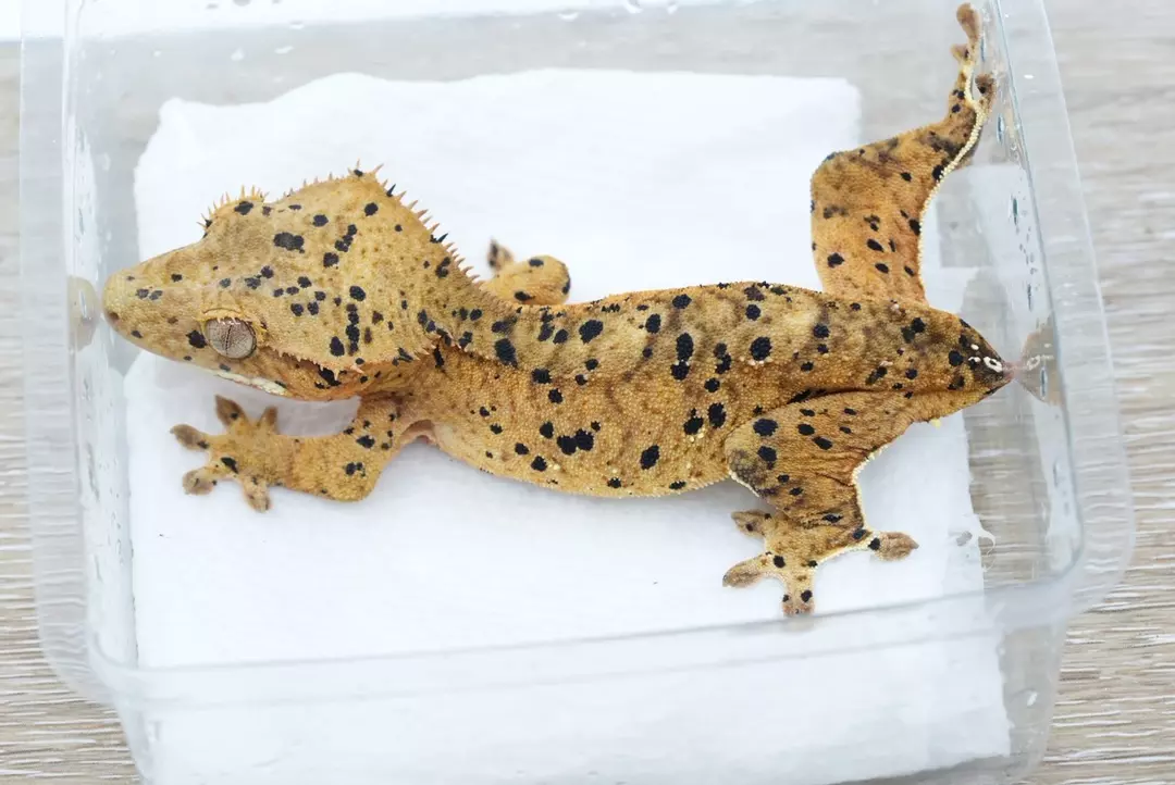 P6 pair of Dalmatians (phantom capp dal male) thumbnail