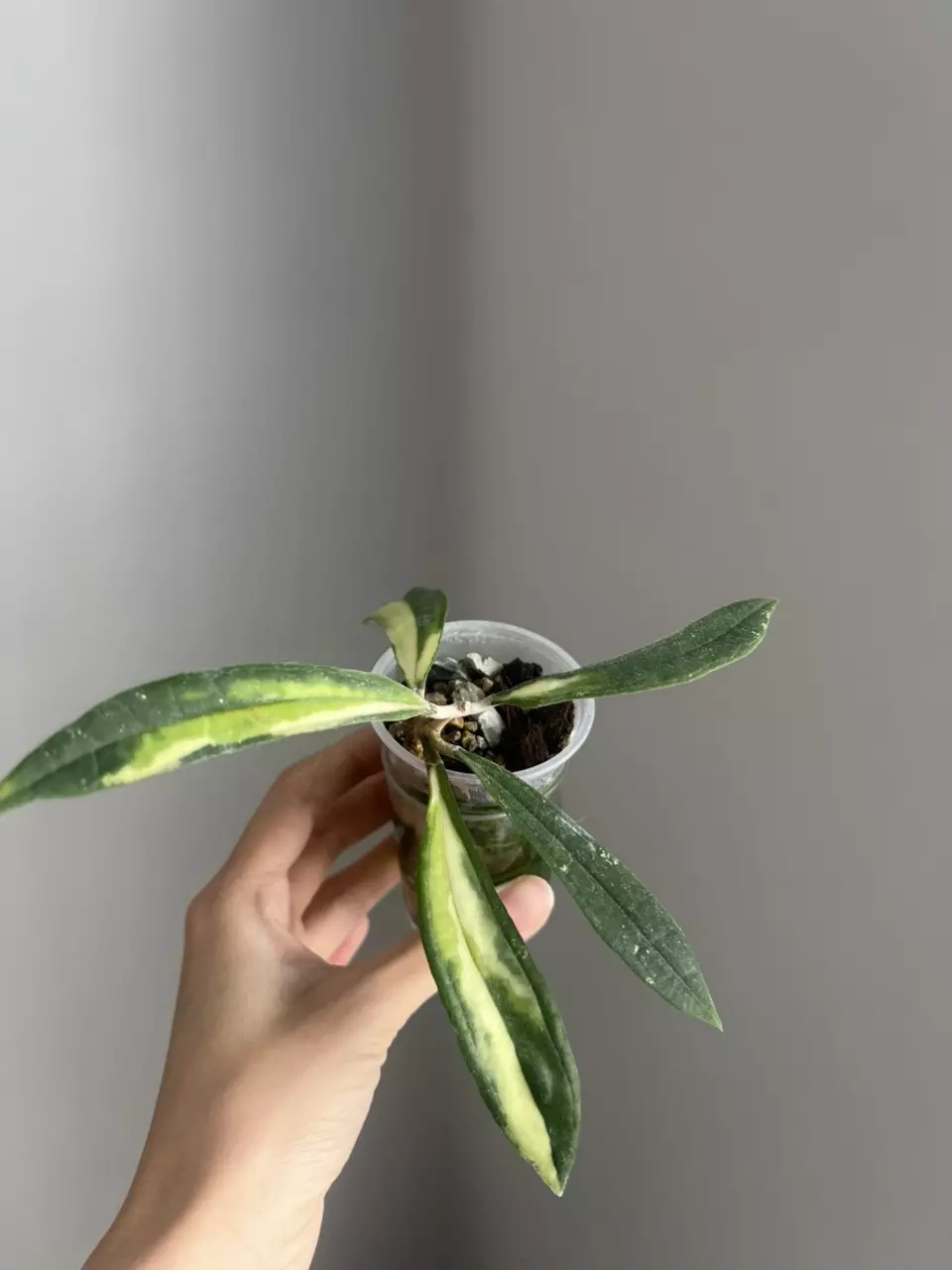 Rigidifolia variegated thumbnail