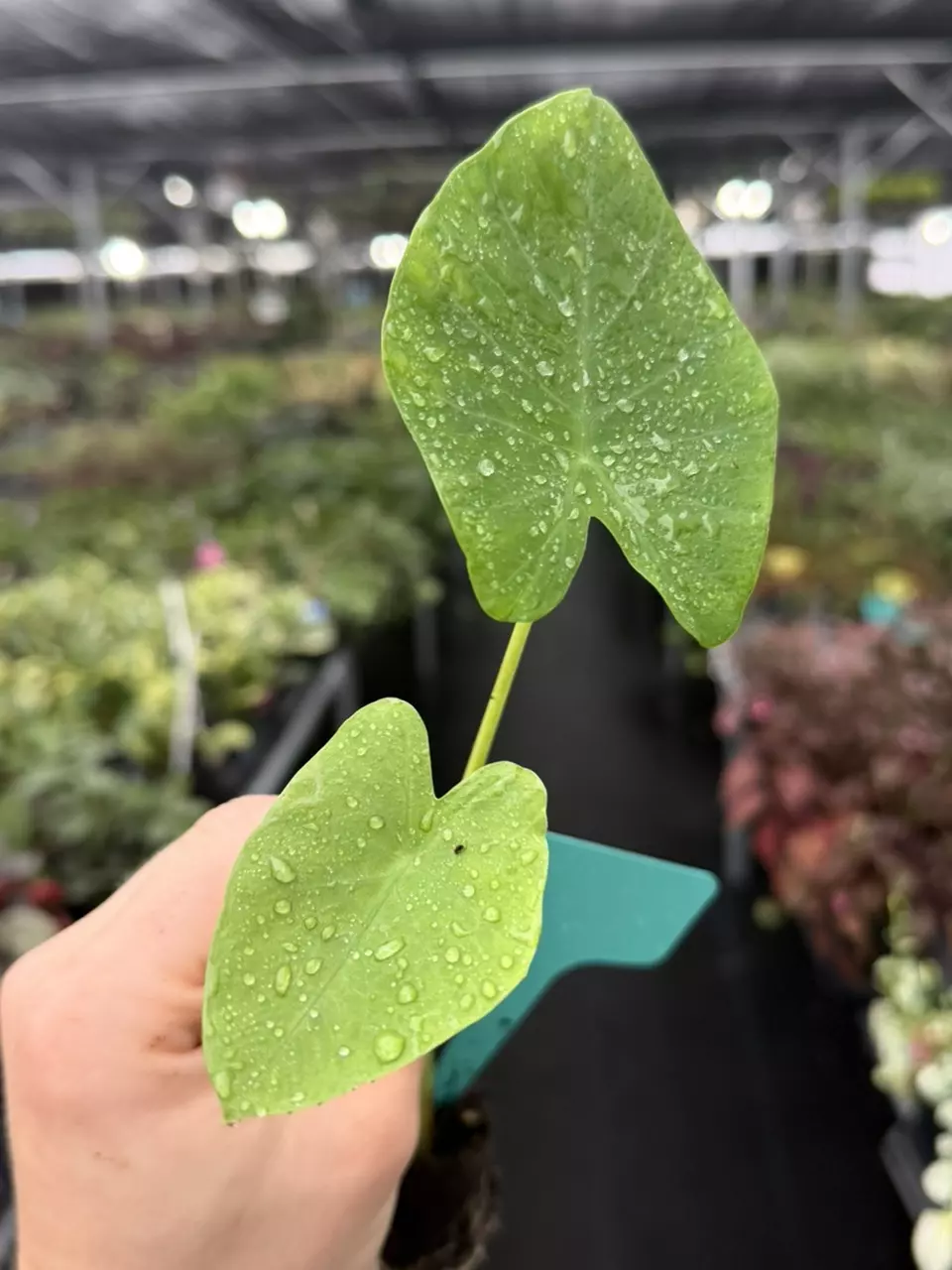 Colocasia White Lava Specific Starter 8539DAP | F thumbnail