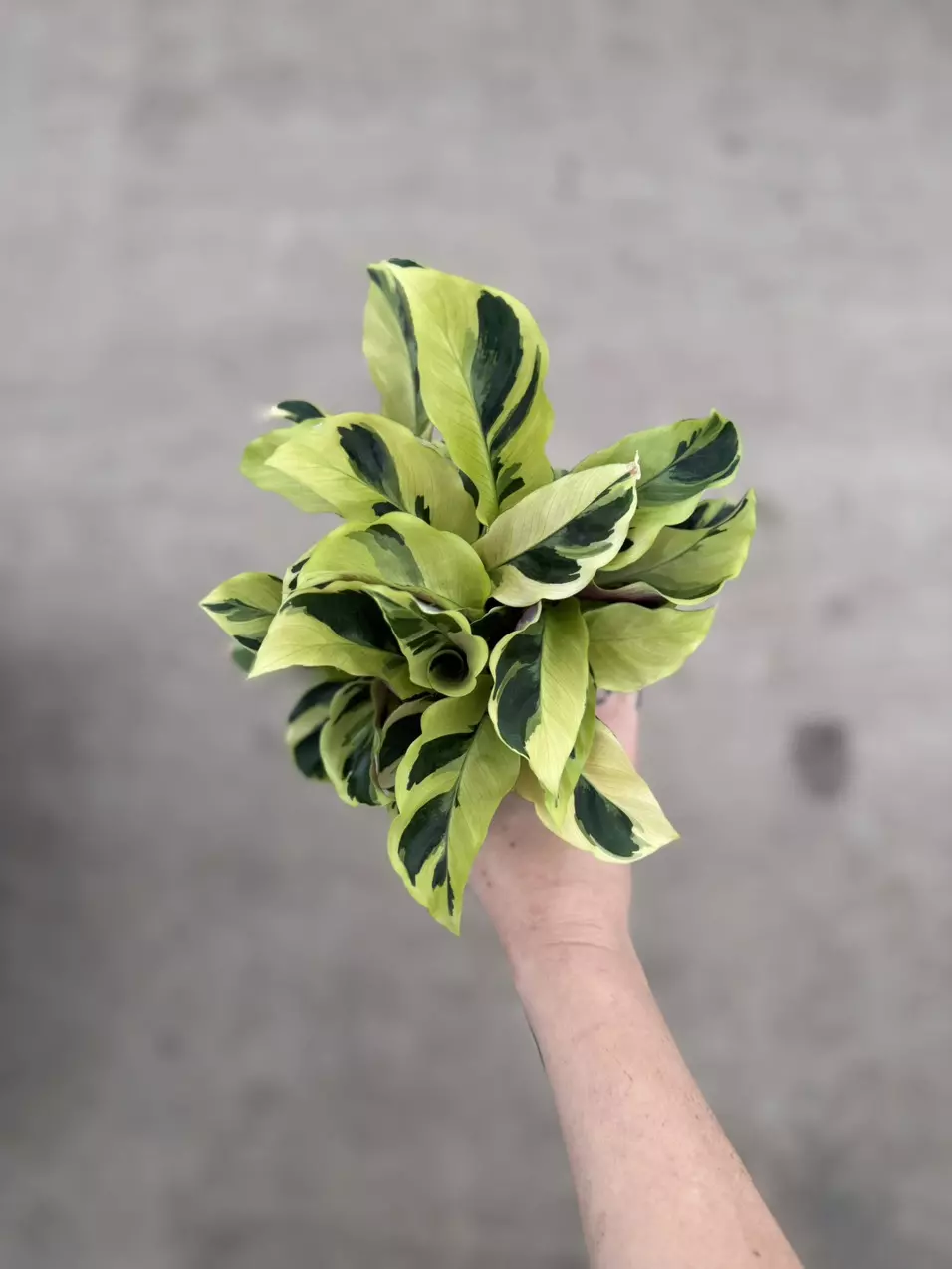 Calathea yellow fusion thumbnail