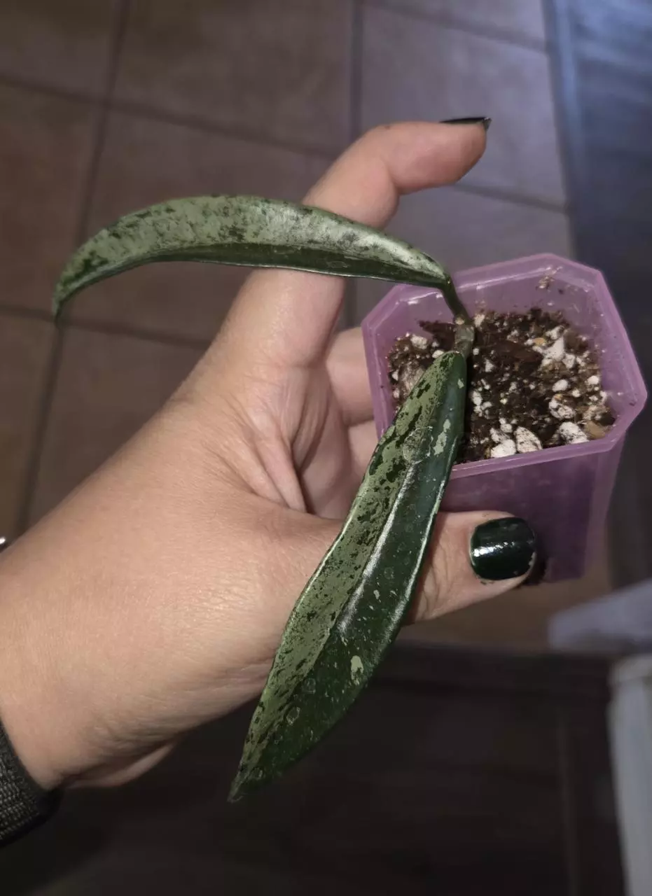 Hoya 'Minibelle' "Splash" (Shepardii x Carnosa) thumbnail