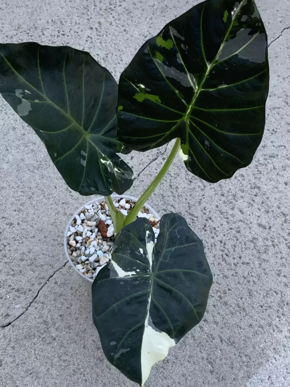 Alocasia Regal Shield Albo Variegated thumbnail