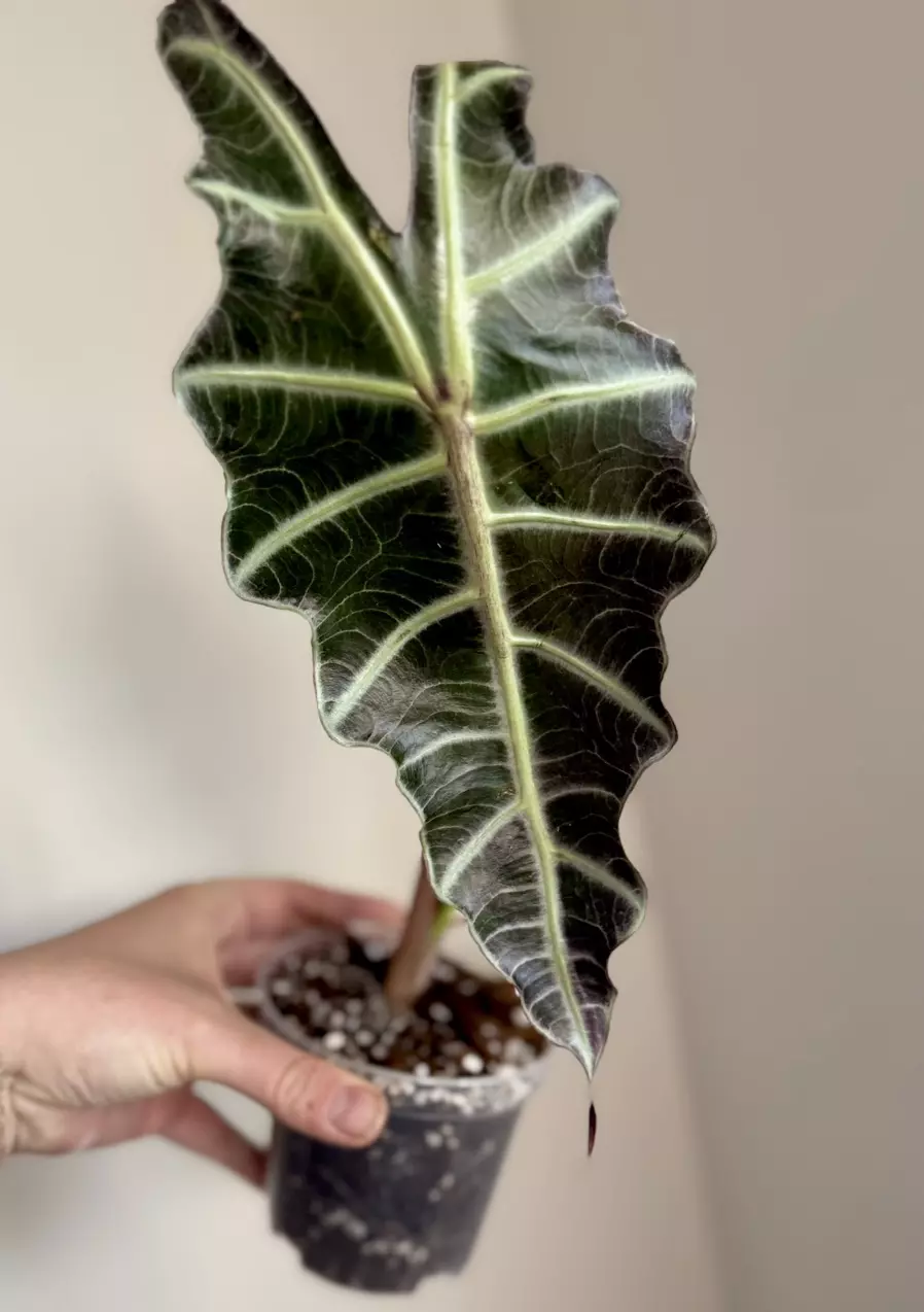 Alocasia Purpley Corm thumbnail