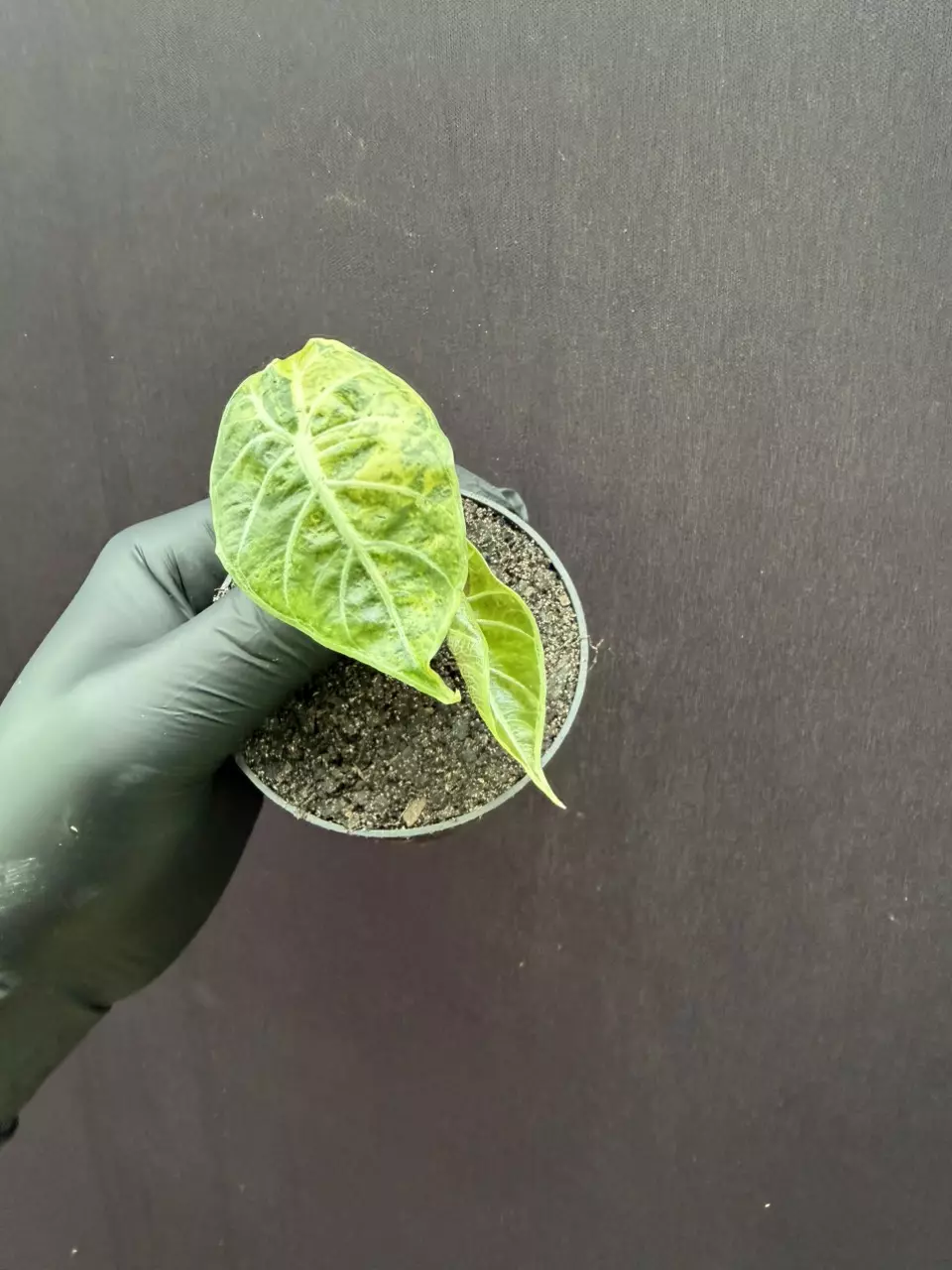 Alocasia Watsoniana Aurea *Exact Specimen thumbnail
