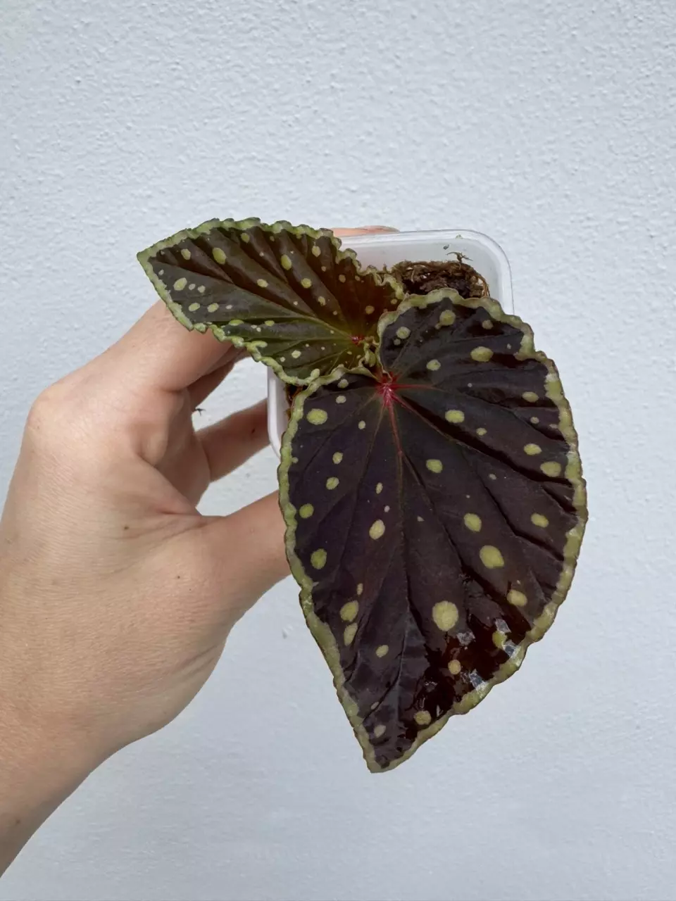 Begonia Umbrella x Begonia Dinhdui (Begonia Botanicaz 2) thumbnail