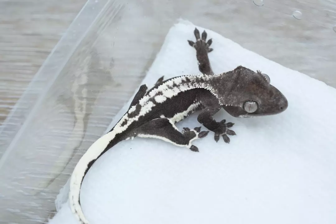 #461 4g male Lily white axanthic thumbnail