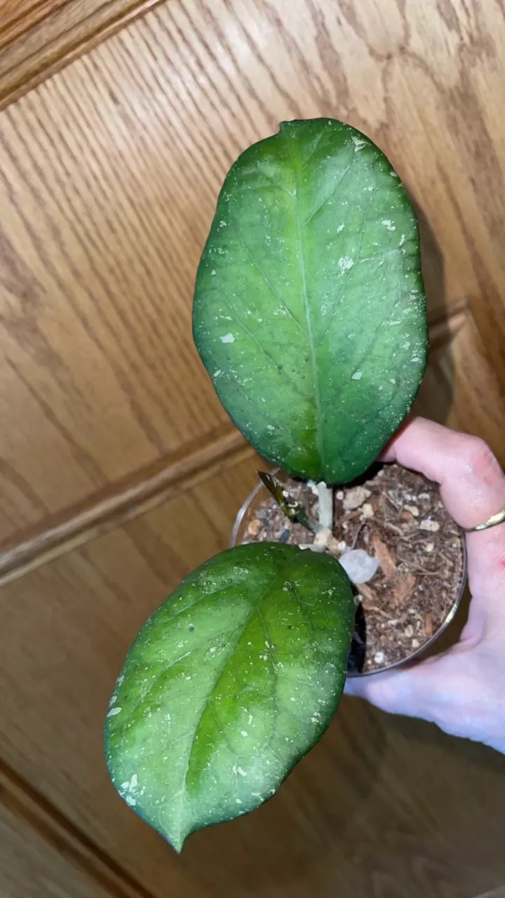 534 Hoya 'Priktai' (Russia) thumbnail