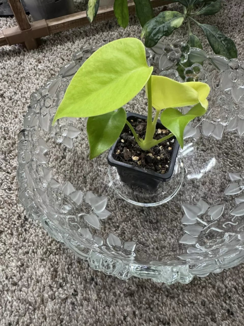 Monstera Lemon Lime thumbnail