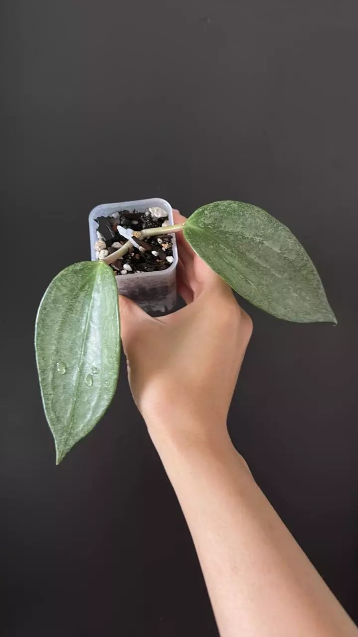 Hoya latifolia rimba perak silver 170 thumbnail
