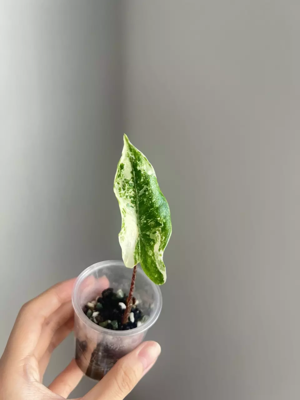 Alocasia tigrina albo/mint thumbnail