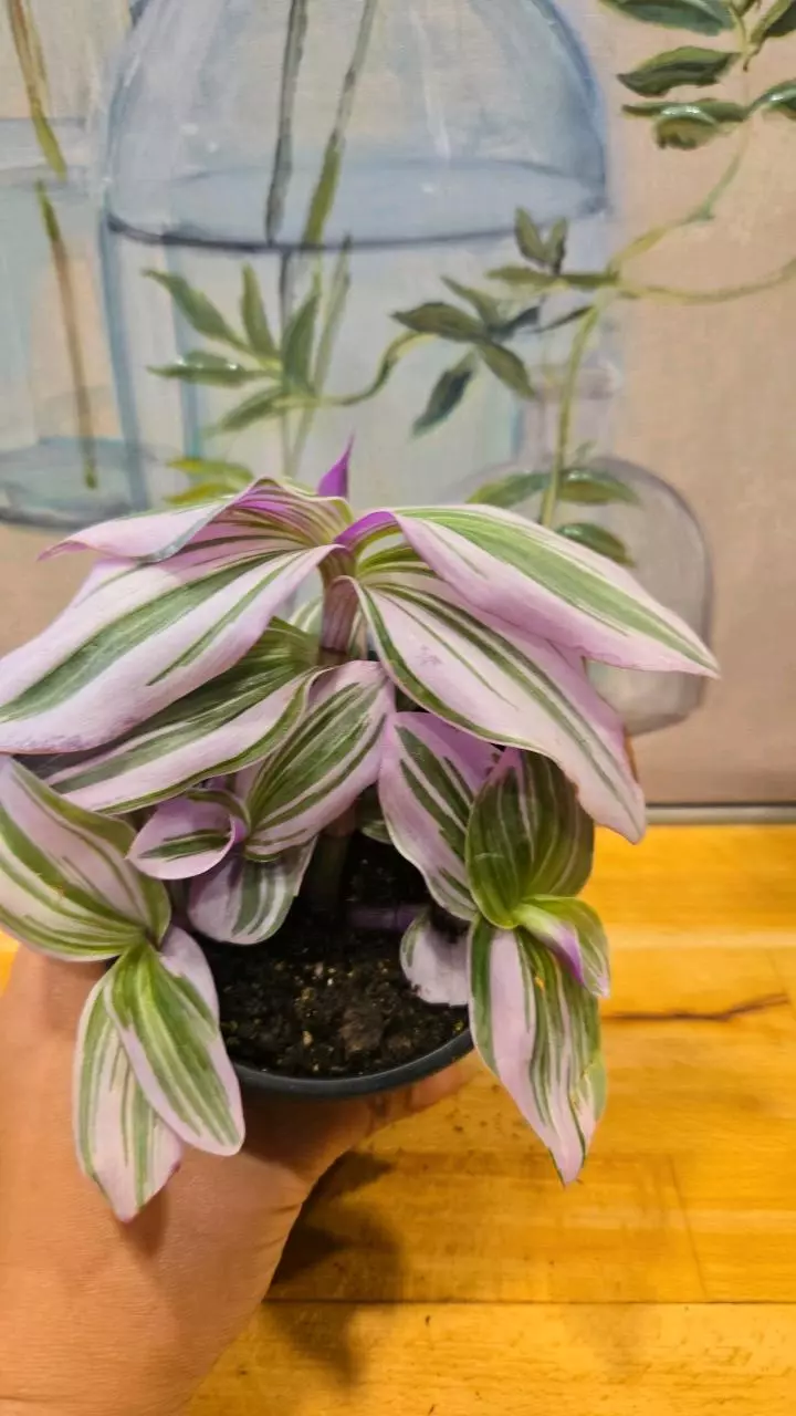 🌿 Tradescantia ‘Nanouk’ 4” Pot 🌿 thumbnail