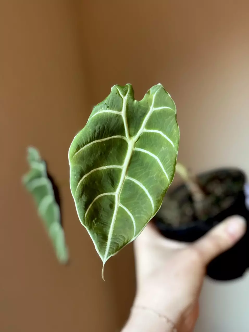 Alocasia Pride of Curup Corm thumbnail