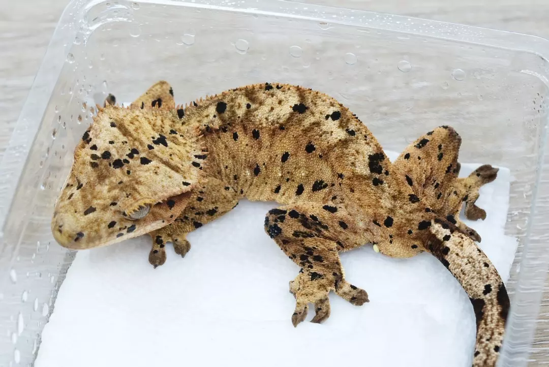 P4 Dalmatian pair near rtb thumbnail