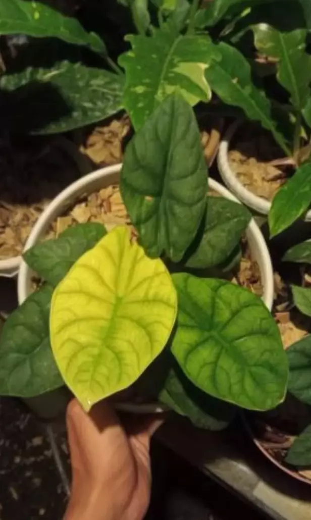 Alocasia maharani moonlight (black dragon x silver dragon) tc 1 pack growers cho thumbnail