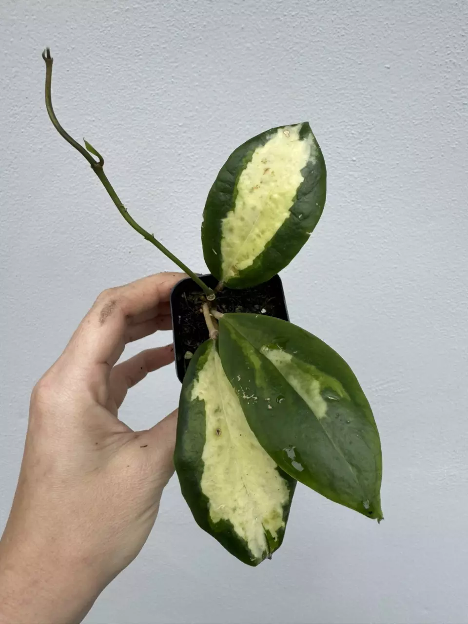 Variegated Hoya Incrassata Moonshadow thumbnail