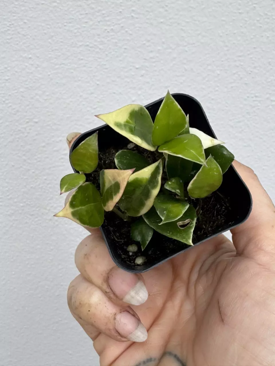Variegated Hoya Asami thumbnail