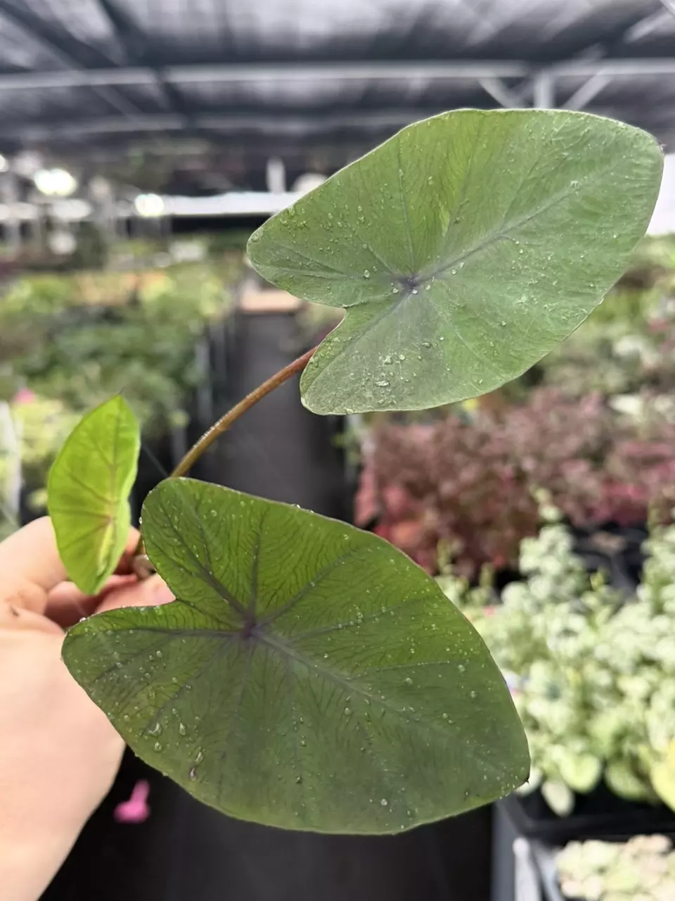 Colocasia Tropical Storm Specific Starter 8535DAP | F thumbnail