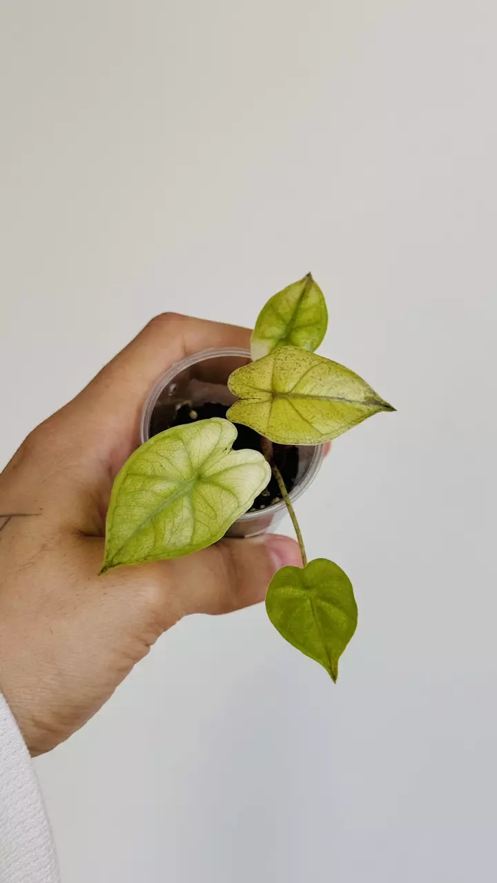 Plumbae Tricolor Pup thumbnail