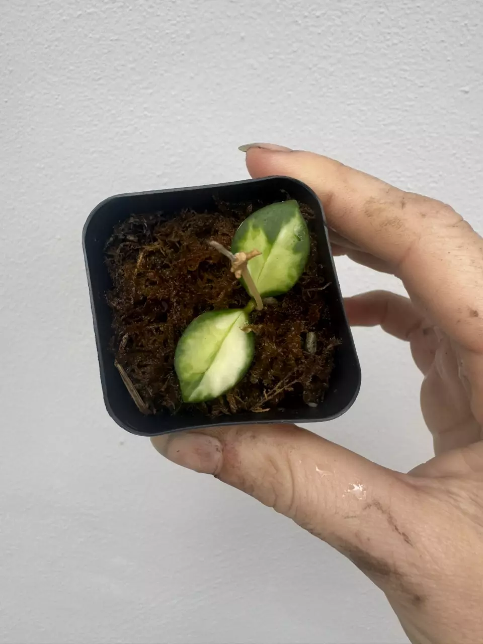 Variegated Hoya Heuschkeliana *add on only* thumbnail