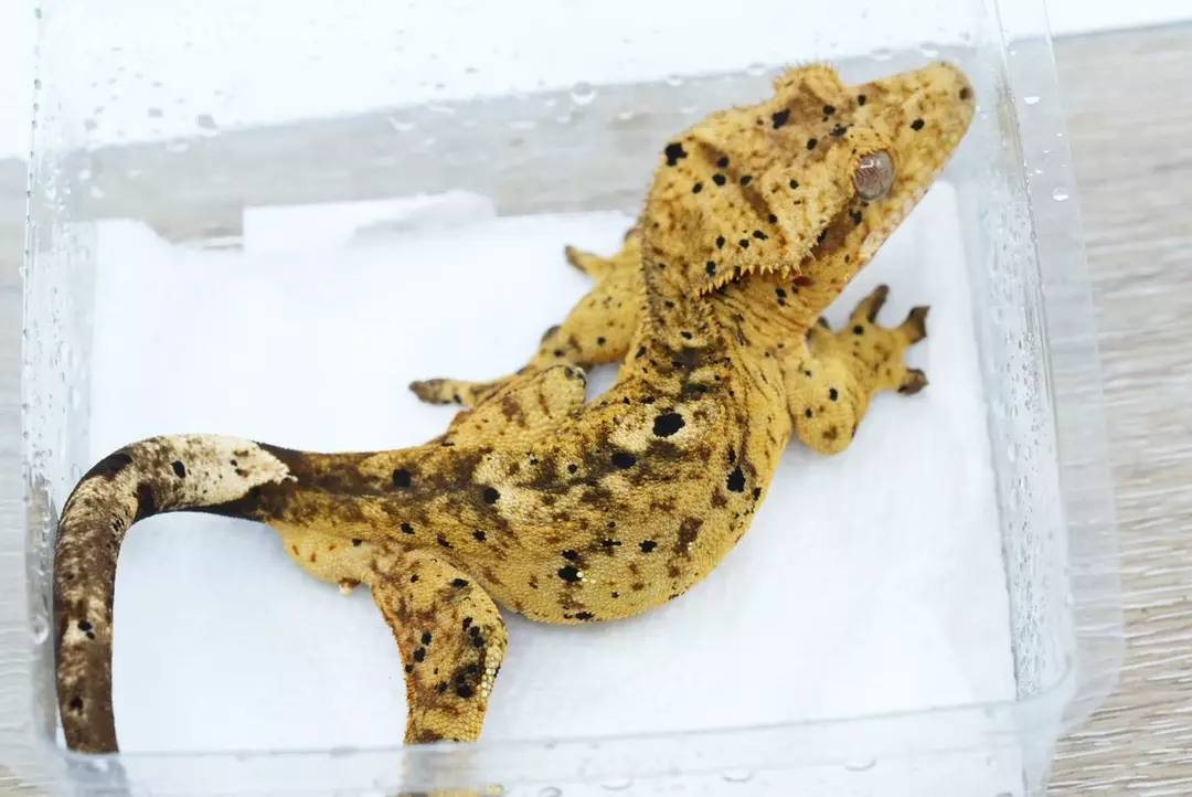P3 pair of yellow bases Dalmatians thumbnail