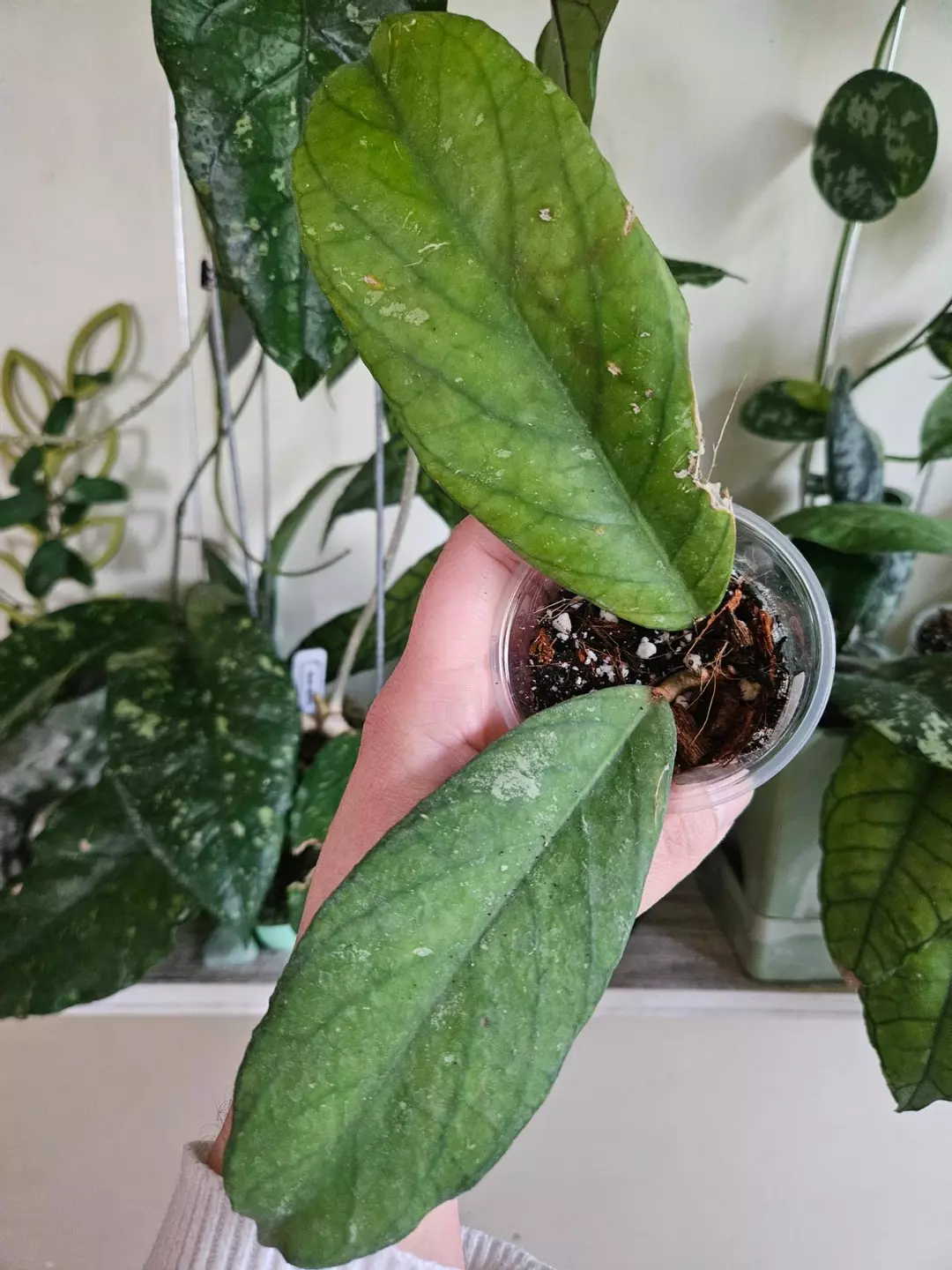 Hoya tangamus #514 thumbnail