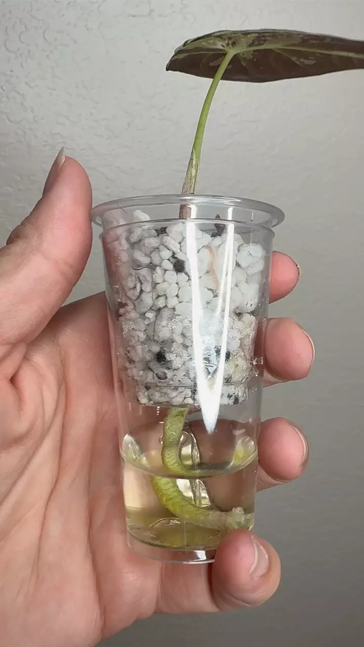Alocasia Regal Shields pup thumbnail
