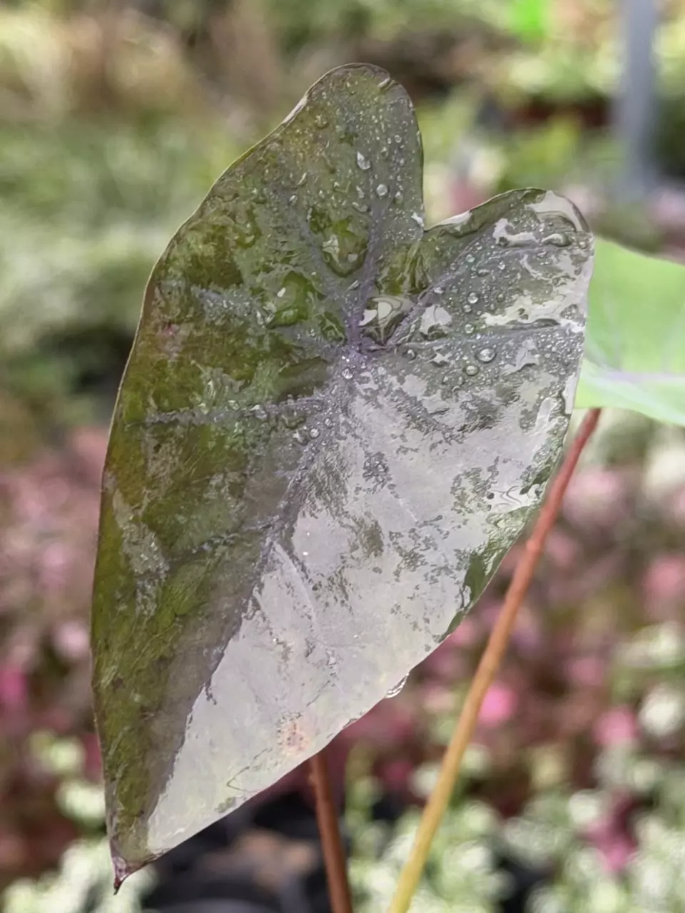 Colocasia Black Ruffles Specific Starter 8537DAP | F thumbnail