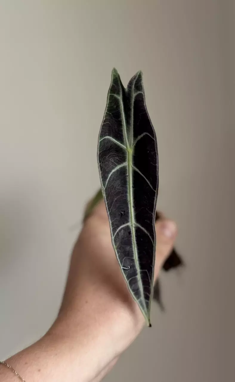 Alocasia Longiloba Purple thumbnail