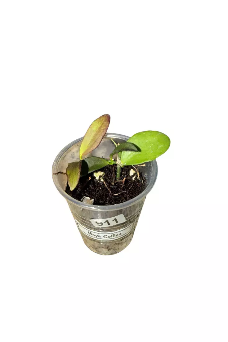Sunstressing Hoya Collina #911 thumbnail