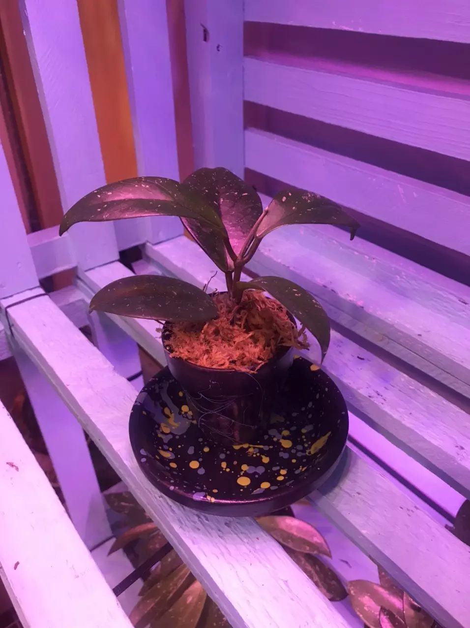Hoya RHP x Fungii with splatter paint terra cotta pot & water tray thumbnail