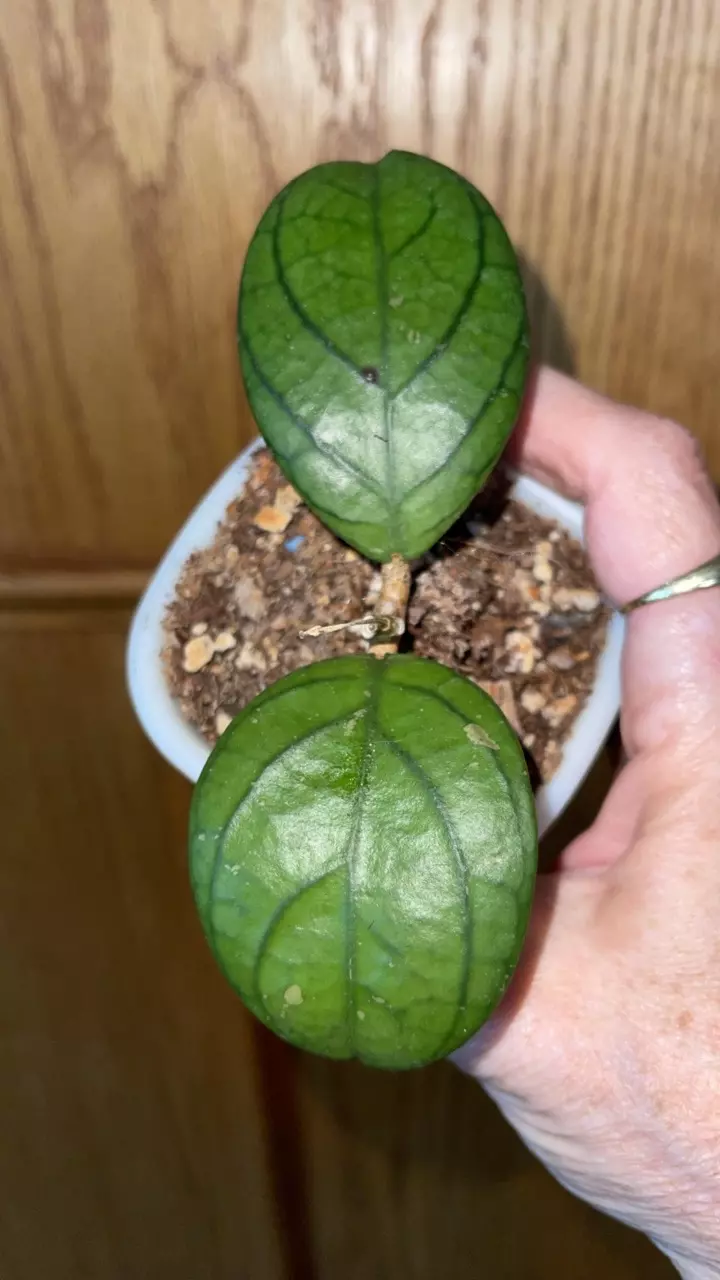 511 Hoya Forbesii sp. Tanggamus thumbnail