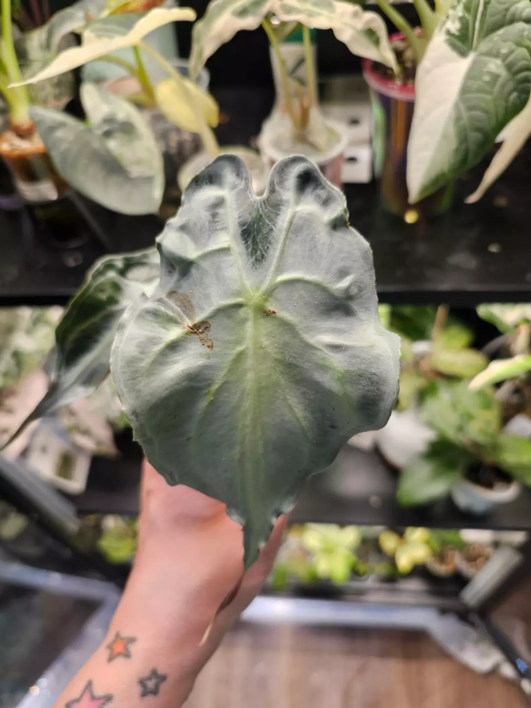 Alocasia Venom CORM thumbnail