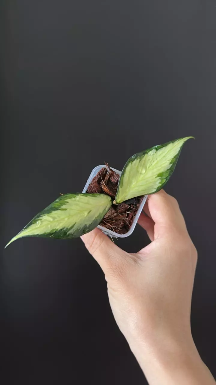 Hoya Polyneura inner variegated 9 thumbnail