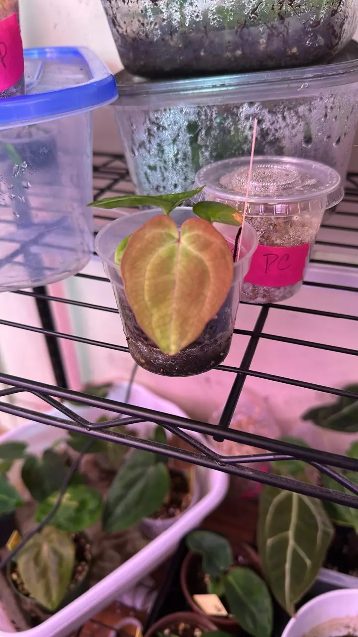 Anthurium Carla x bvep X WFN x Bess thumbnail