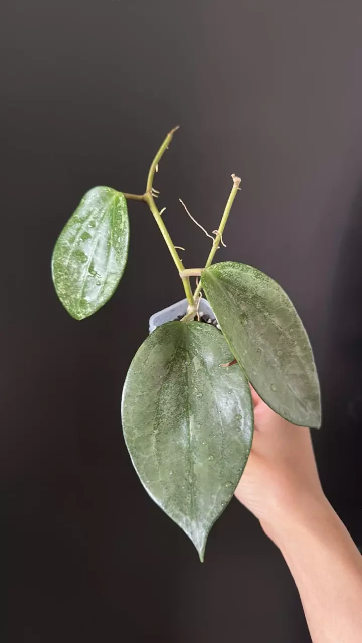 Hoya latifolia rimba perak silver 177 thumbnail