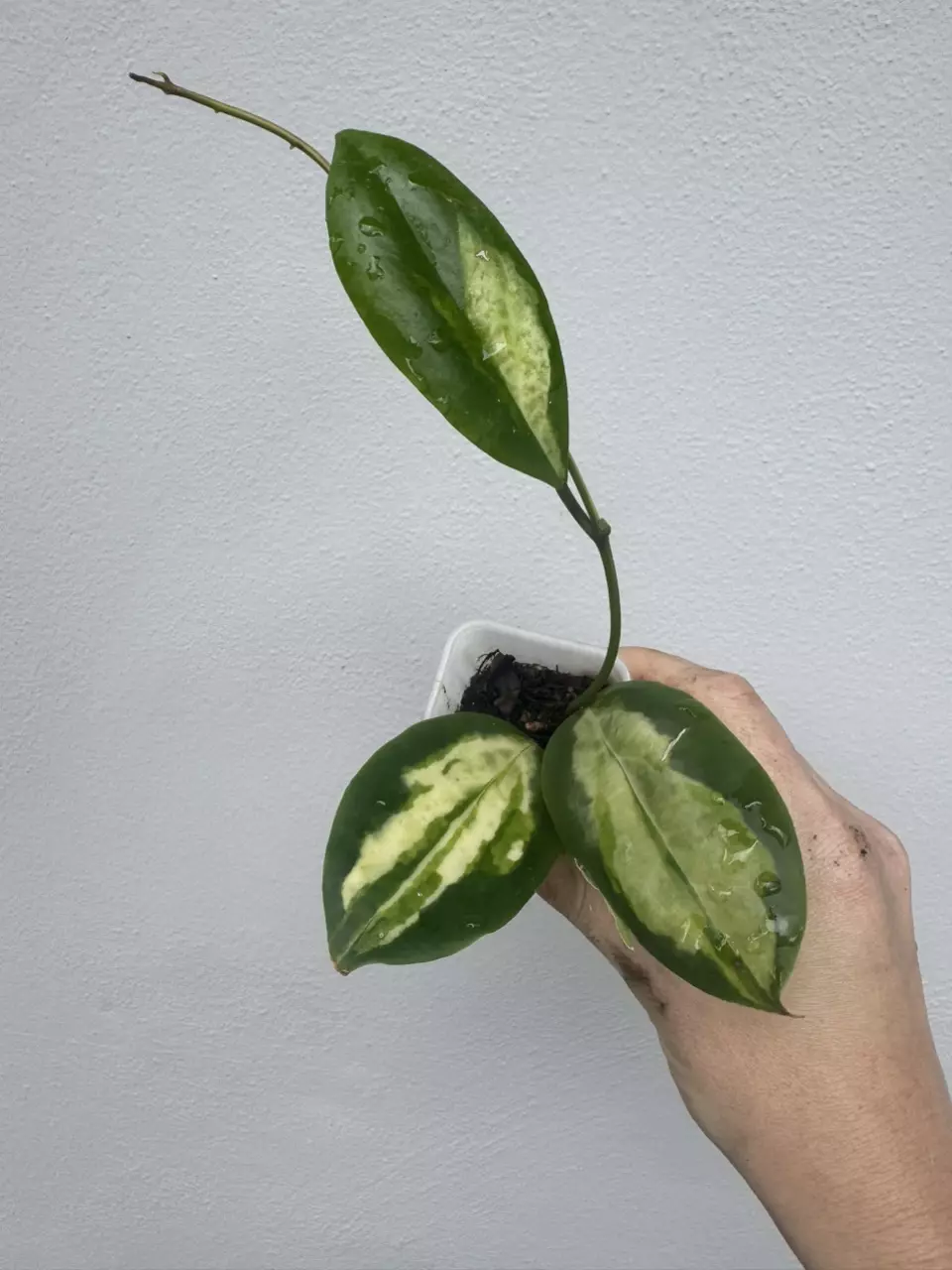 Variegated Hoya Incrassata Moon Shadow thumbnail