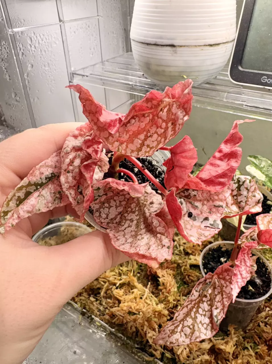 High pink begonia snow capped thumbnail