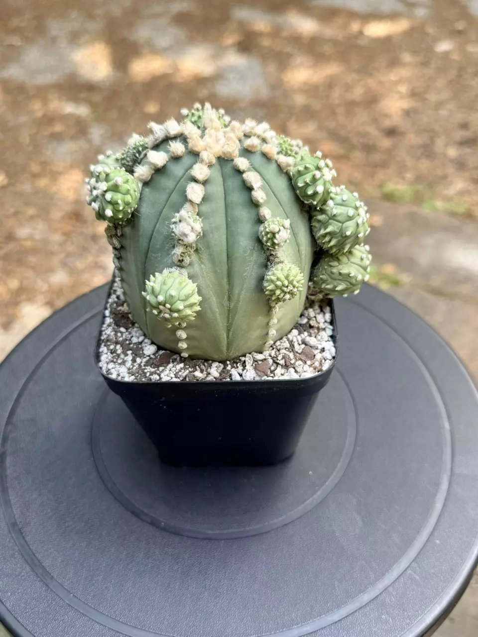 Astrophytum Asterias Ooibo w/ pups thumbnail